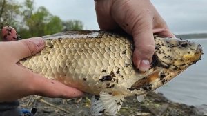 ПОПАЛ НА ЖОР КАРАСЯ ВЕСНОЙ! ЛОВЛЯ КРУПНОГО КАРАСЯ НА СУПЕР КАШУ. ОГРОМННЫЕ КАРАСИ НА КОРМУШКИ.