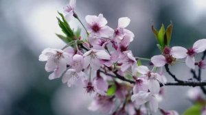 Совсем скоро торжество весны .....