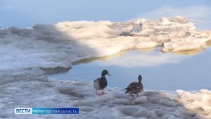 Аномальное тепло влияет на паводковую ситуацию в Вологодской области