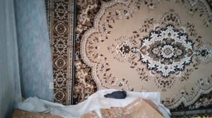 "Хозяин - "Орёл" - загнал меньшего голубя наверх! Маленький для него, как пуговичка от ширинки!