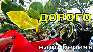 Вот куда денежки уходят. Главное не загубить