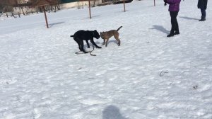 Варвара с приятелем Рэем Кане-корсо