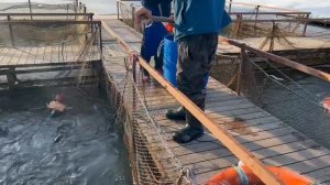 Запуск форели