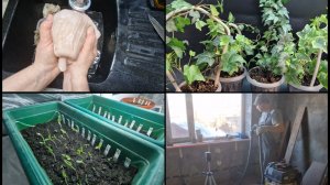 Воскресенье ч 3. Мне сегодня в этом повезло. Чищу говяжий рубец. Оформила плющи