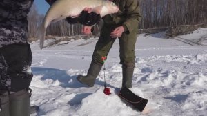 Ого! Вот это лопаты! Крупный лещ на комбайны. Рыбалка с ночёвкой на реке