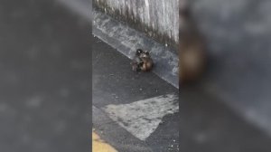 Малыш Панч нашёл подружку