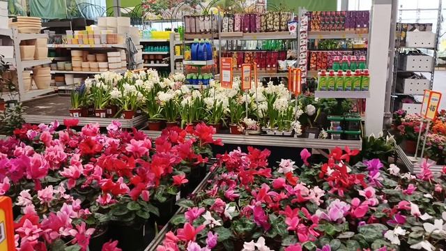 Обзор орхидей в Оби(16.03.26/Краснодар.Озмолл