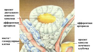 Kidney1_Medicine_English