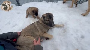 ИГРЫ МАЛЫШЕЙ АБОРИГЕННЫХ КРОВЕЙ.ПОМЁТ«П».ДАТА РОЖДЕНИЯ 20.01.2026г.ПИТОМНИК АРМЯНСКИХ ГАМПРОВ.