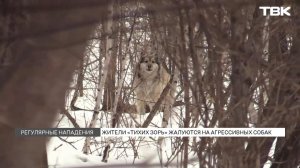 Бродячие собаки атаковали жителей Тихих Зорь