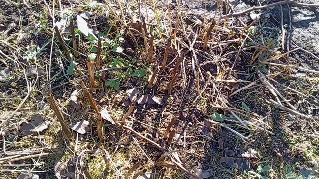 САД И ОГОРОД. ПРОДОЛЖЕНИЕ.