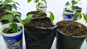 Сломанные и волосатые перцы.Больная спина. Чахлый лук.Рассада томатов.