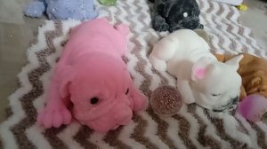 новая рубрика?сквиши собачки? вечерний 
 и ознакомительный влог?