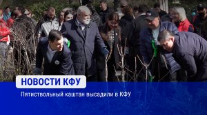 Пятиствольный каштан высадили в КФУ