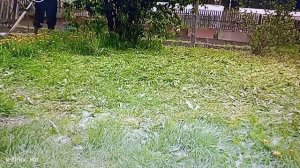 первый покос травы триммером