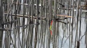 РУКИ ТРЯСУТСЯ! ОН ТАЩИТ В КАМЫШ! Сазан и карась на донки и поплавок. Рыбалка.