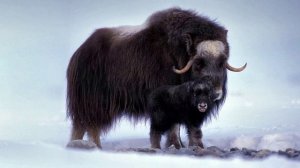 Видеознакомство "Арктика. Ледяная шапка Земли"