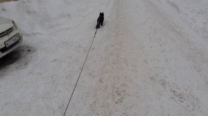 Котик Мишка нагулялся.