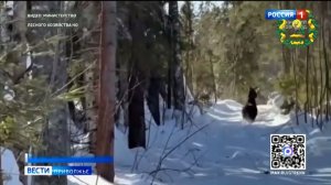 Лоси сделали групповое фото