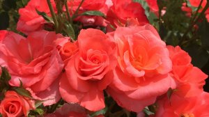 ПУХОВЫЙ РЫНОК НАЛЬЧИК