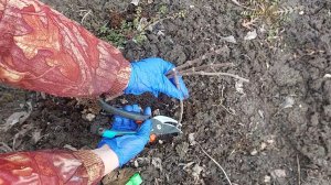 Об обрезке метельчатой гортензии.8 марта 26 год