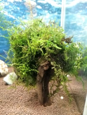 Кормление коридорасов