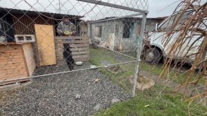 Нам вернули алабая Снежку