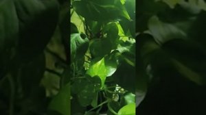 Кривое зеркальце обзоры на Губареву- Лев в ярости.