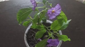 Кое-что посеяла в грунт на улице. Черенок Картофельного дерева.