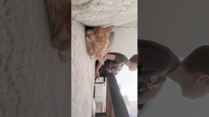 кошара спит