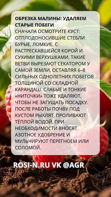 Обрезка малины: удаляем старые побеги