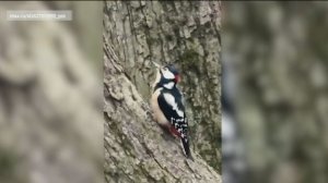 В парке Железноводска с теплом прибавилось пернатых и хвостатых