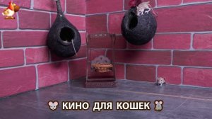 Видео для кошек про крысок развлекать питомцев 🐭🐀😂 (485)