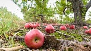 Яблоки  падают  в  саду