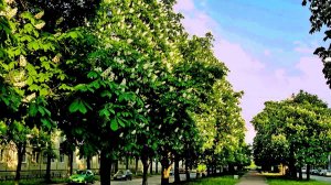 Каштановая аллея весной