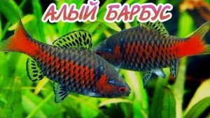 АЛЫЙ БАРБУС содержание и уход в аквариуме