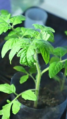 Не совершайте эту ошибку после пикировки! Чем я подкармливаю рассаду, чтобы она не болела