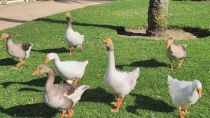 Кормление гусей: Парк Лос-Анджелеса