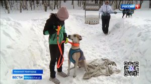 Гонки с собаками, на собаках, за собаками