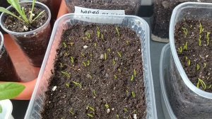 Обзор рассады лука 17.03.2026