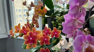 САМЫЕ красивые ОРХИДЕИ здесь 🥰 #орхидеи