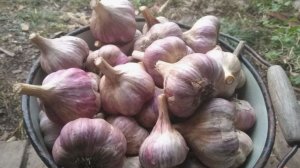 Первая и важная подкормка чеснока, как только перо покажется из земли