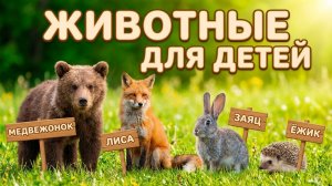 Животные Для Детей: Образовательное и Развивающее видео для детей про животных