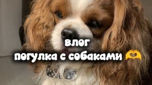 влог прогулка с собаками 🫶