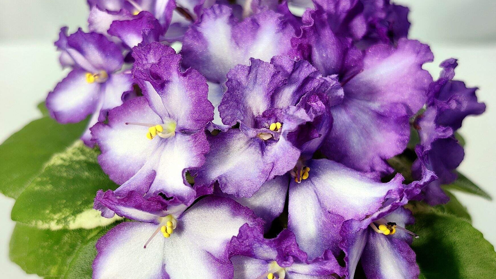 И снова ФИАЛКИ🌸🌸🌸Что происходит 🤔☘️☘️☘️