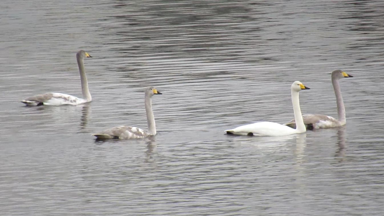 Лебеди-кликуны взрослые и молодые