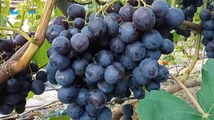 -Рошфор_ стабильный и предсказуемый