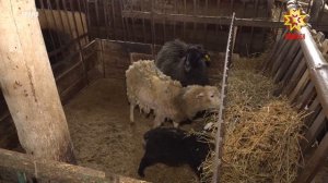 Ял хуçалăх аталанăвне ятарлă çар операцийĕн ветеранĕсем те тÿпе хываççĕ