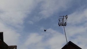 Николаевские голуби на крыше 17.03.26 г