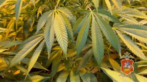 Построивший конопляную оранжерею в Подмосковье житель Воскресенска заключён под стражу